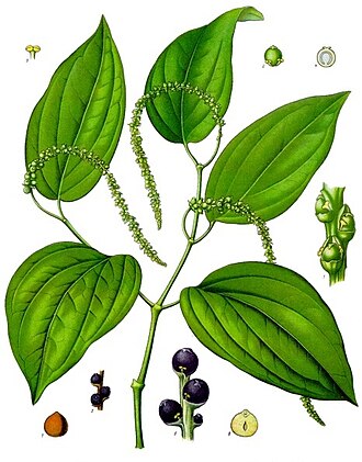 YourRoots Map_Surname_Famous People_Black pepper