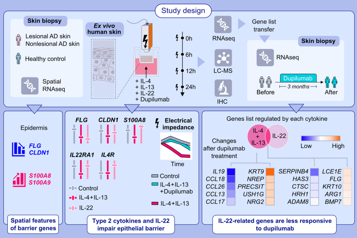 Distinct Roles of IL-4, IL-13, and IL-22 in Human Skin Barrier Dysfunction and Atopic Dermatitis