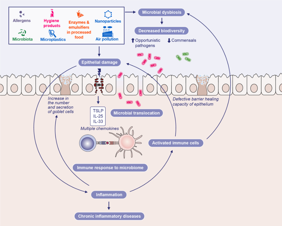 The epithelial barrier theory proposes a comprehensive explanation for the origins of allergic and other chronic noncommunicable diseases