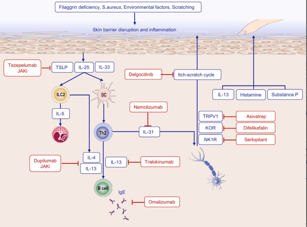 The Evolution, Immunopathogenesis and Biomarkers of Type 2 Inflammation in Common Allergic Disorders