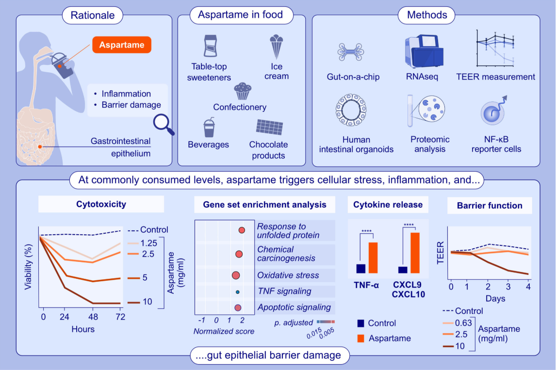 Cellular Stress, Inflammation and Barrier Damage in Gut Epithelial Cells Caused by Aspartame