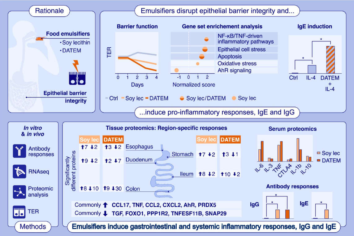 Common Food Emulsifiers Impair Epithelial Barrier Integrity and Trigger Pro-Inflammatory Responses and IgE Production