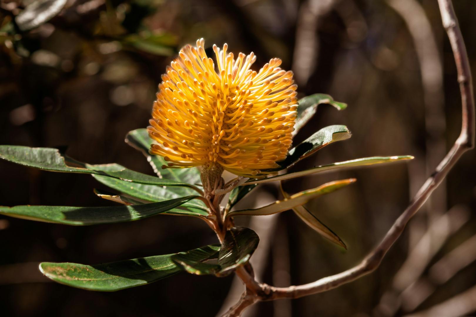 A native Yellow Banksia flower in Victoria, Australia at a construction site undergoing carbon reduction that follows their environmental strategy