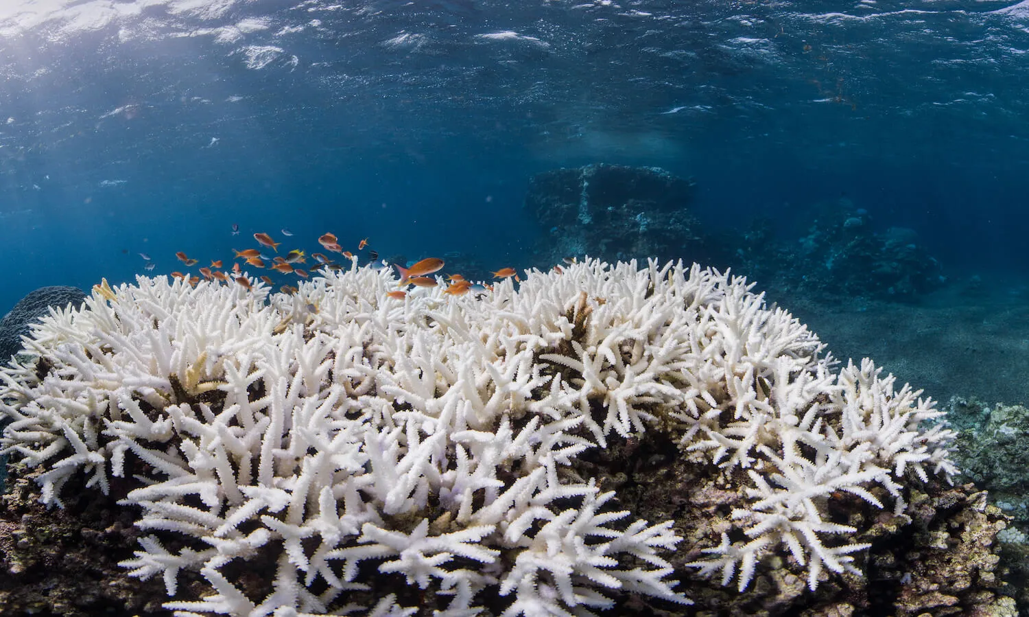 coral reef bleaching