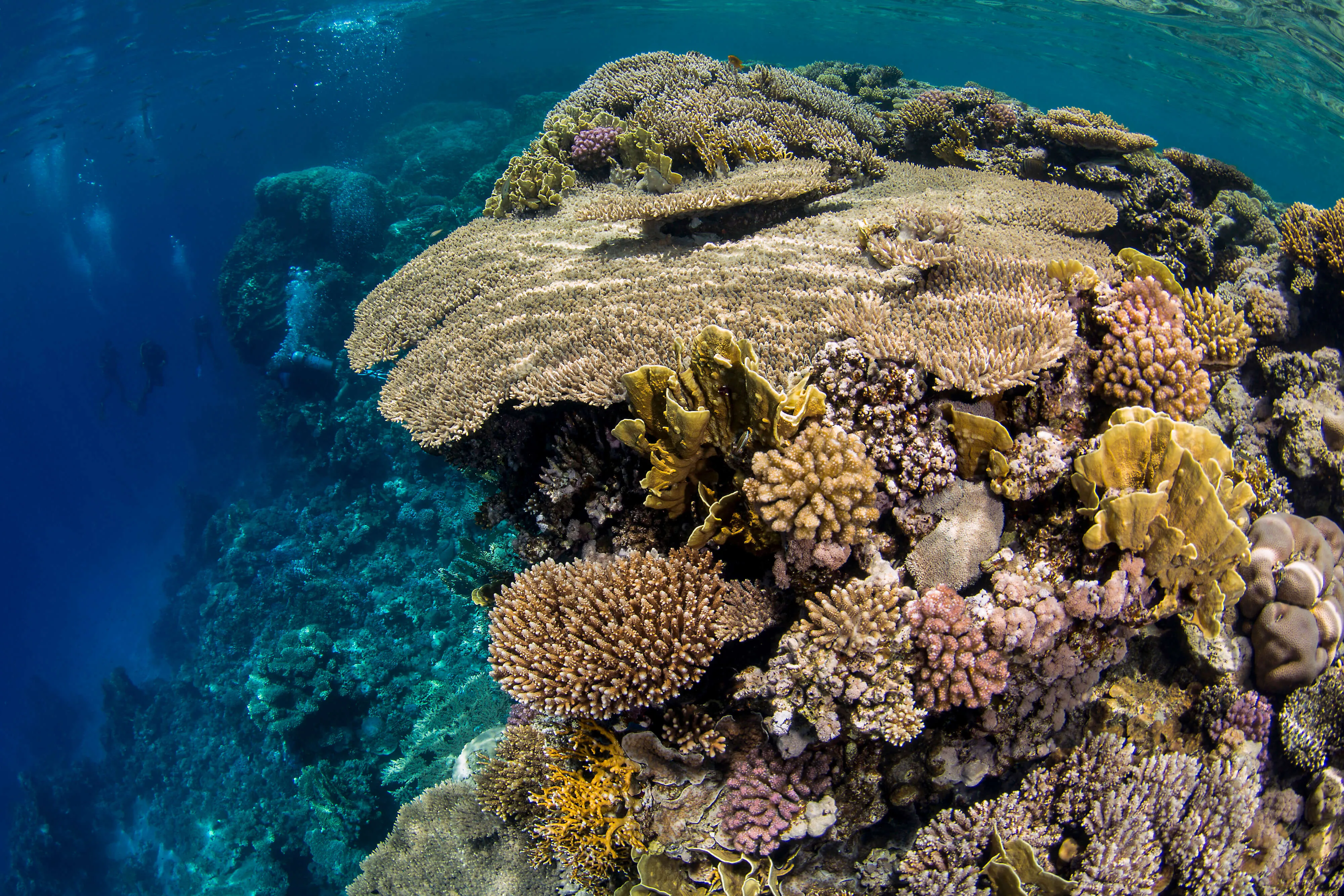 wonderful coral table