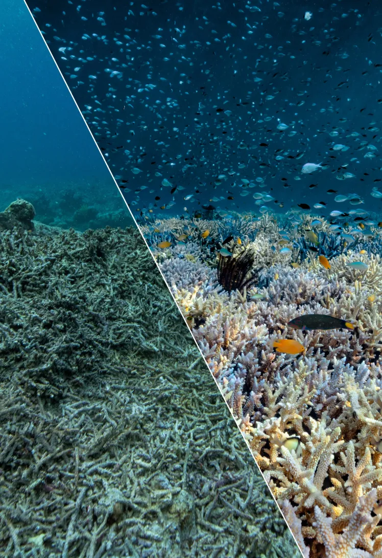 coral reef shot before and after coral conservation work