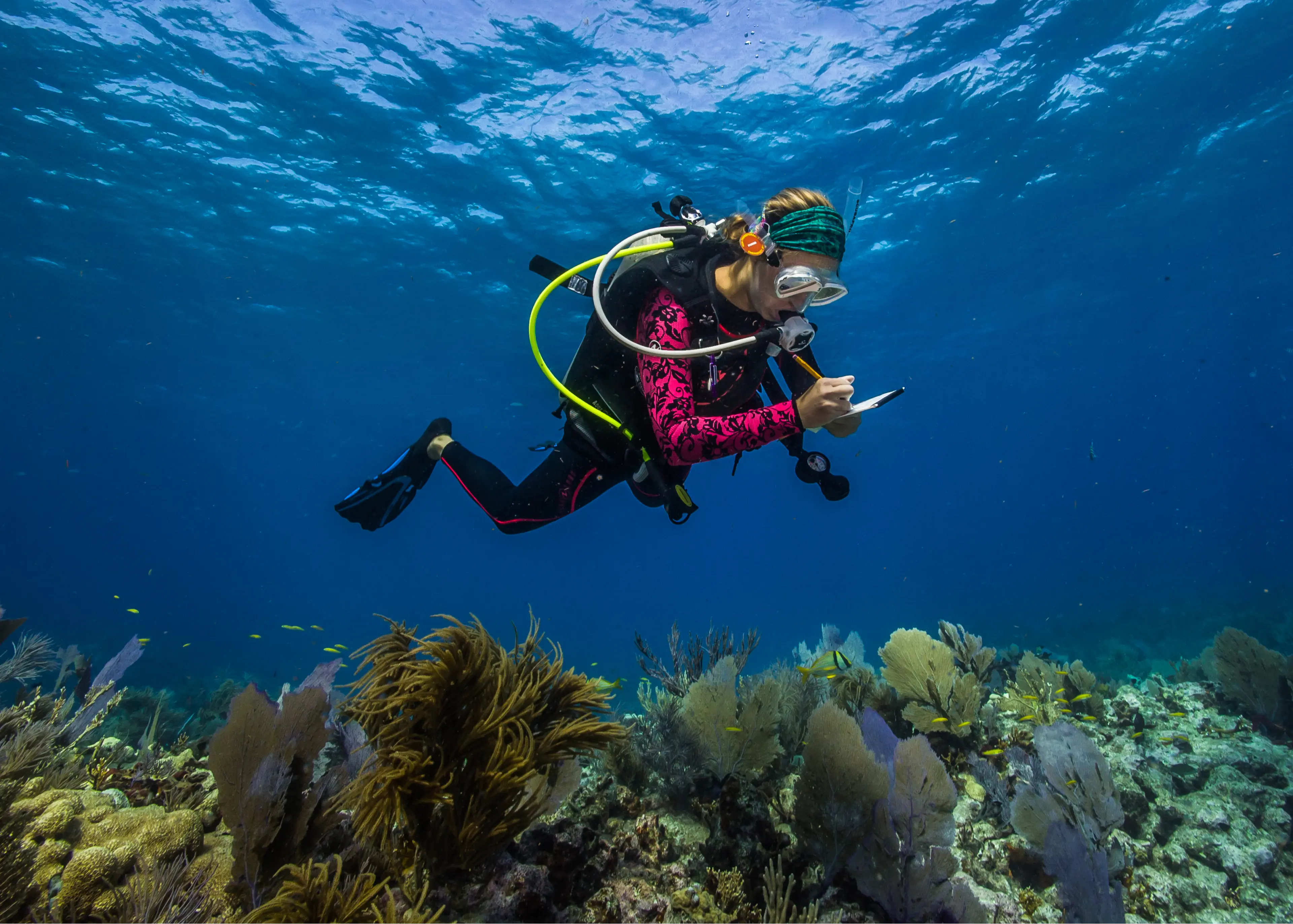 a scientist diver doing a reef survey