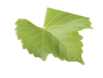 A close-up photo of a single, bright green leaf with serrated edges and visible veins.