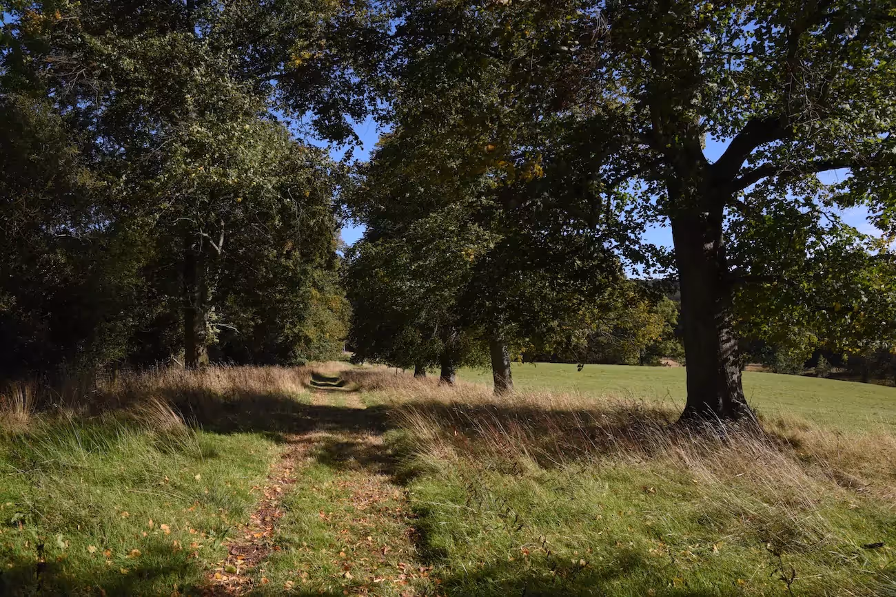 A view from a country walking path in a field amongst trees on a sunny day
