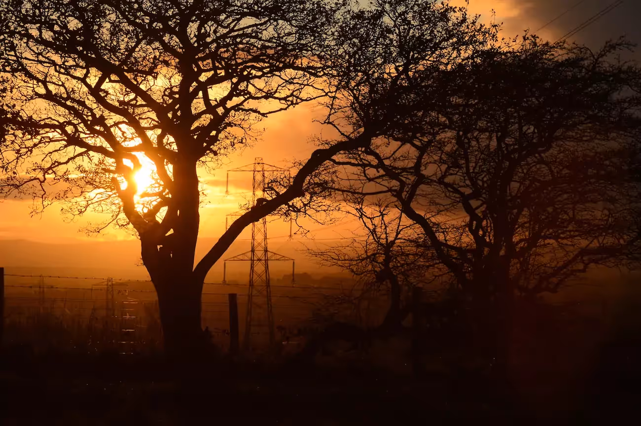 Autumn trees at sunrise