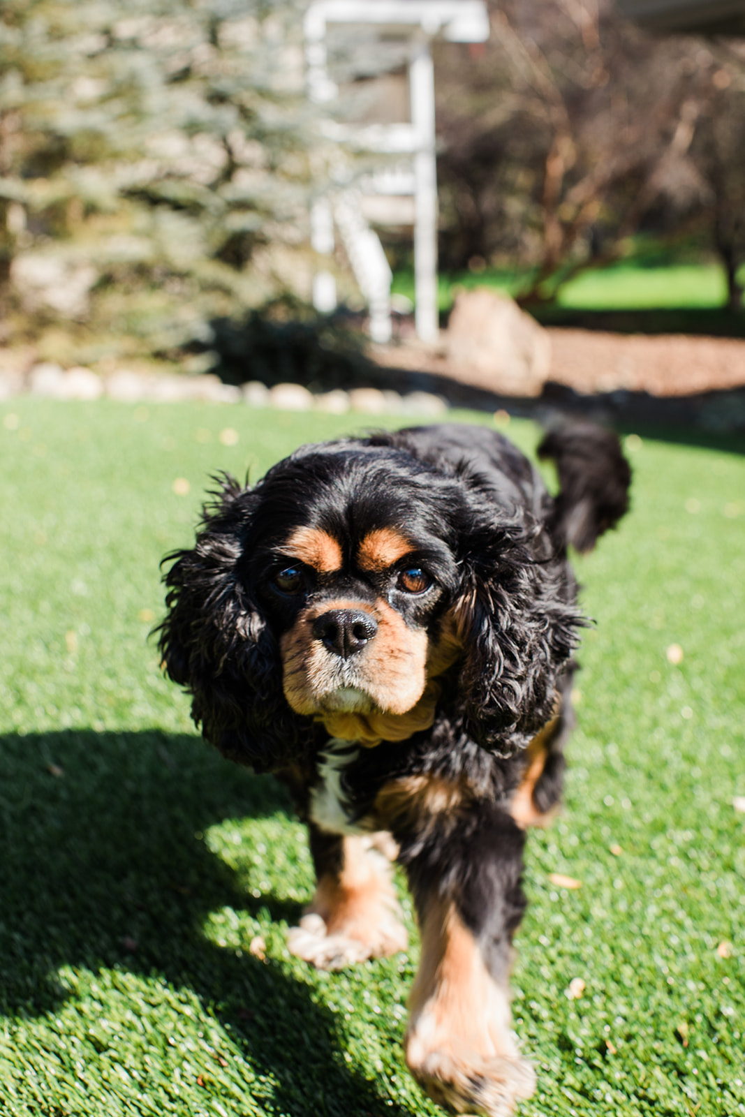 Sacramento turf 35 Total Turf licensed bonded insured in-house crew