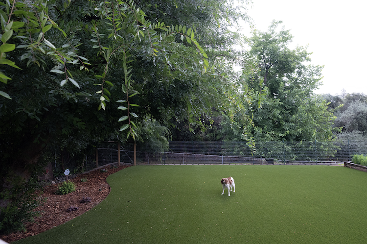 Lincoln artificial turf front yard project