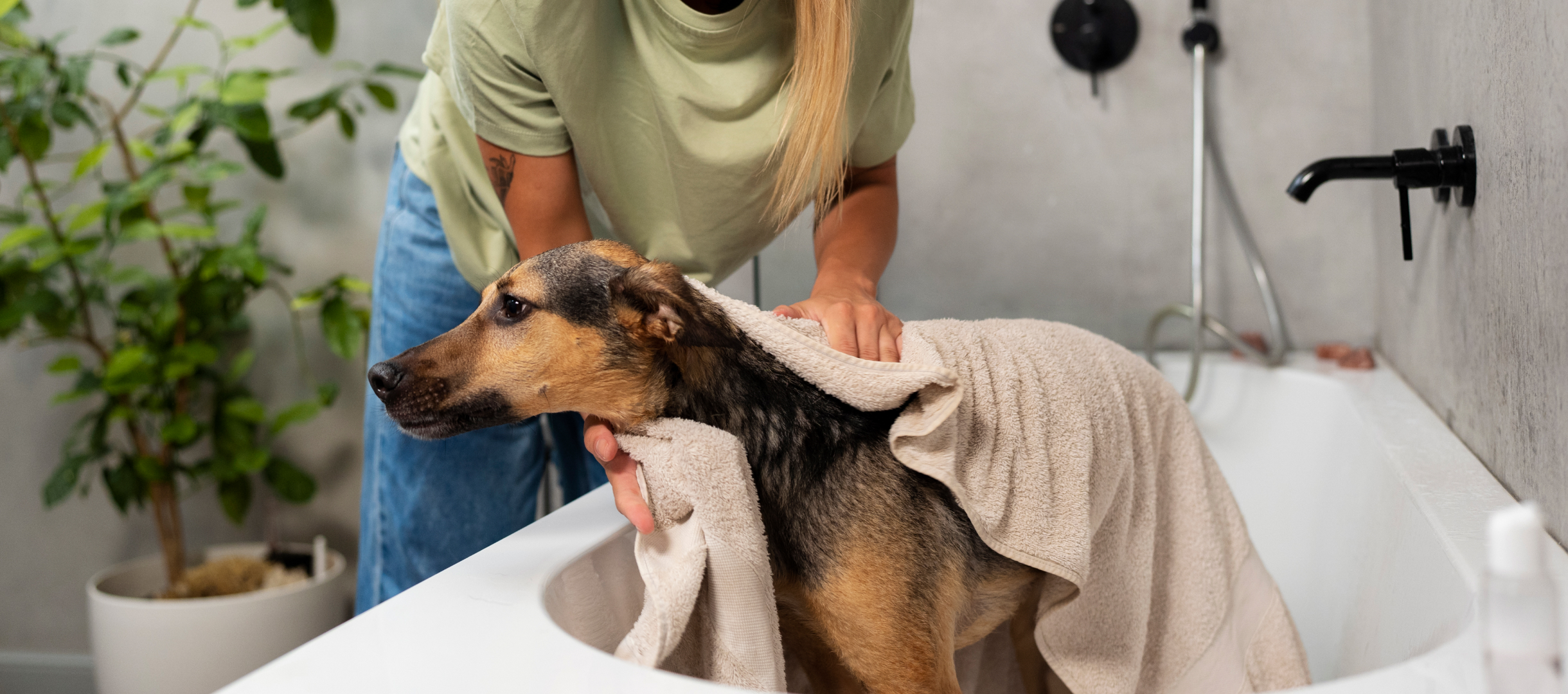 Pet Pampering at Your Doorstep: On-Demand Grooming and Care for Dallas Pets