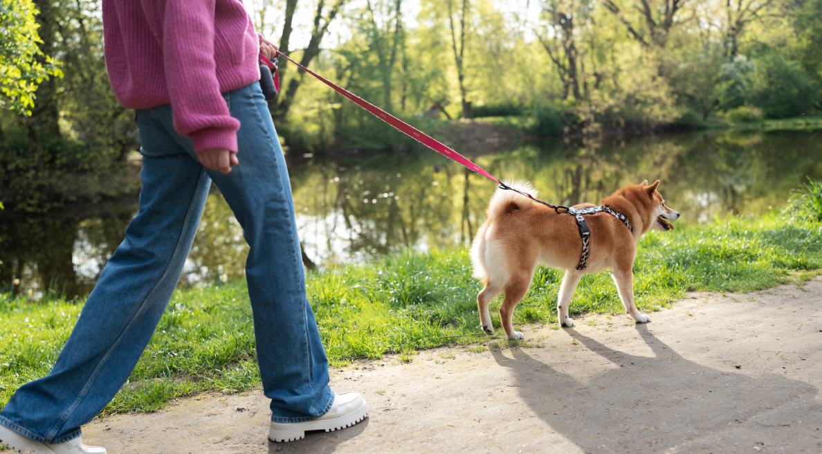 No More Last-Minute Stress: Easy Dog Sitting and Walking When You Need It Most