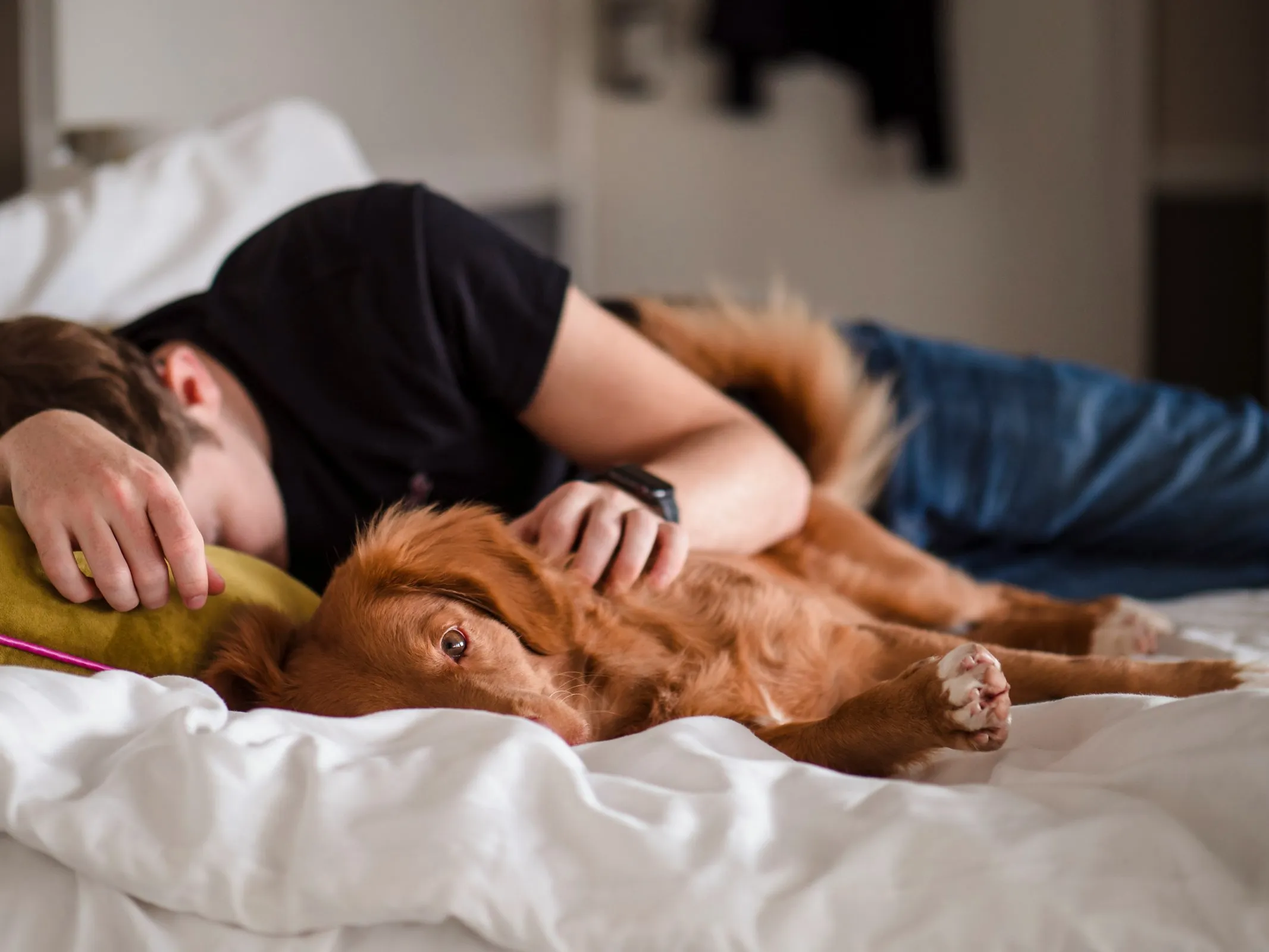A photo of a guy sleeping beside his pet dog golden retriever