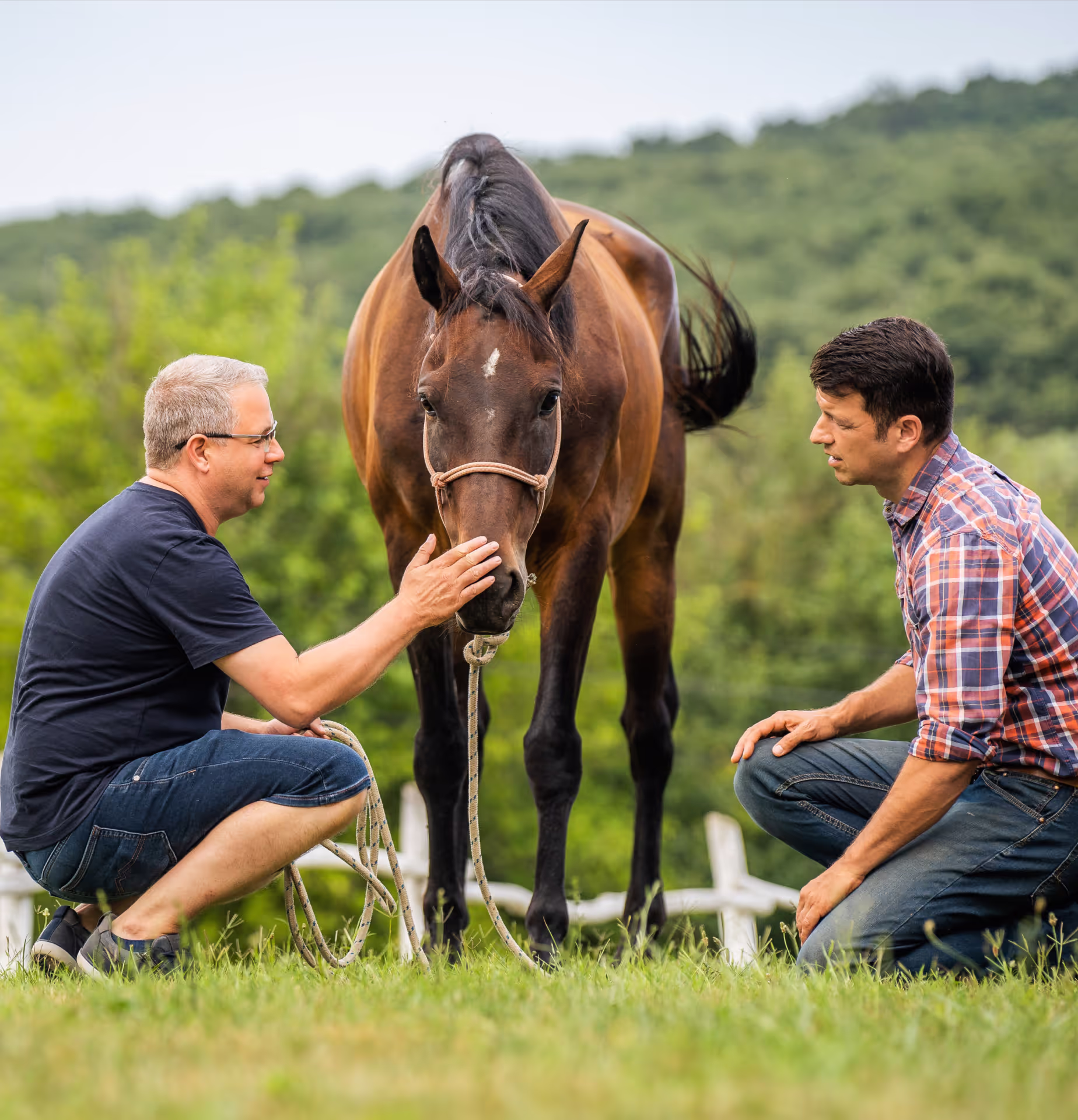 Ló és ember kapcsolata