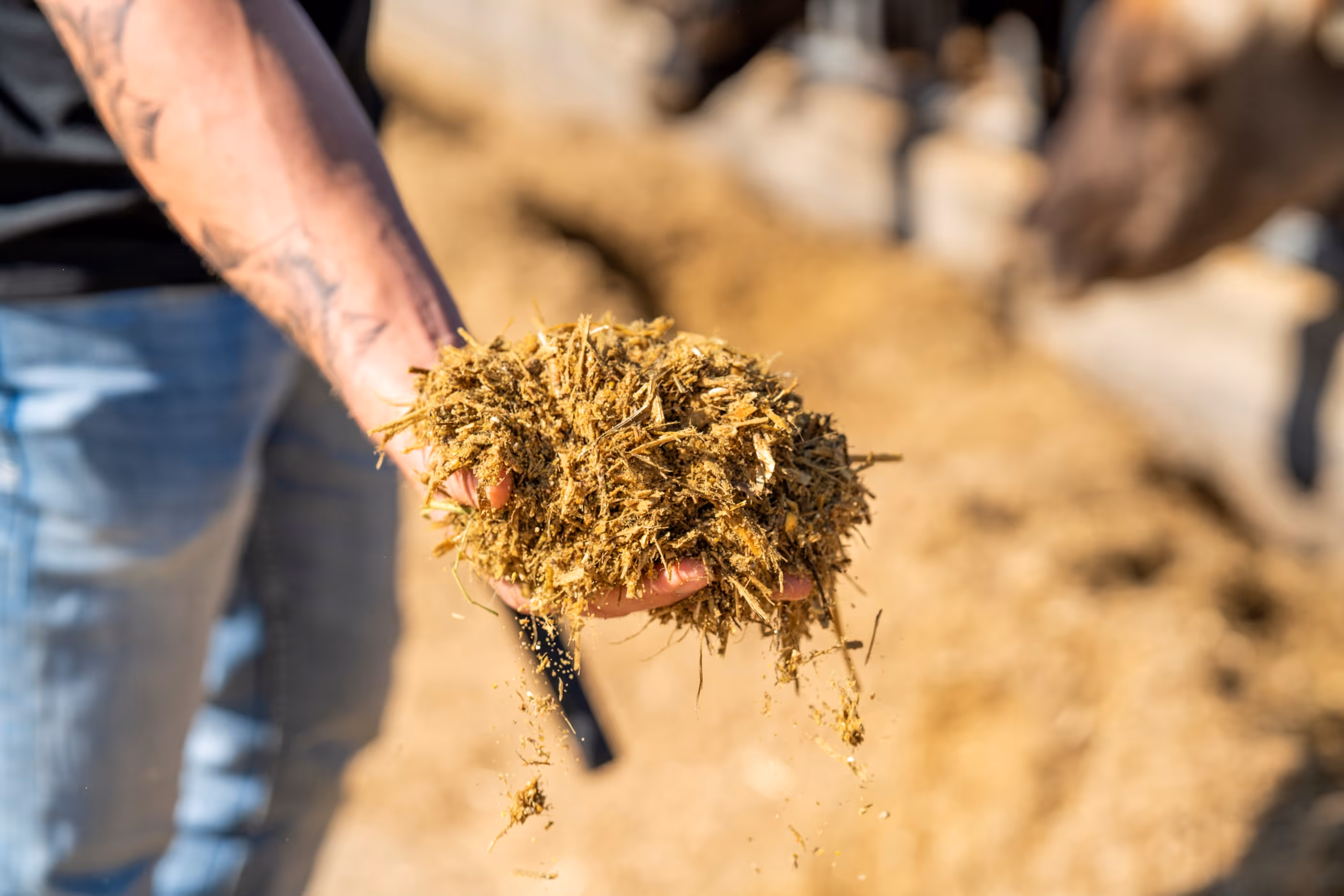 A close up picture of dairy farmer holding cow feed
