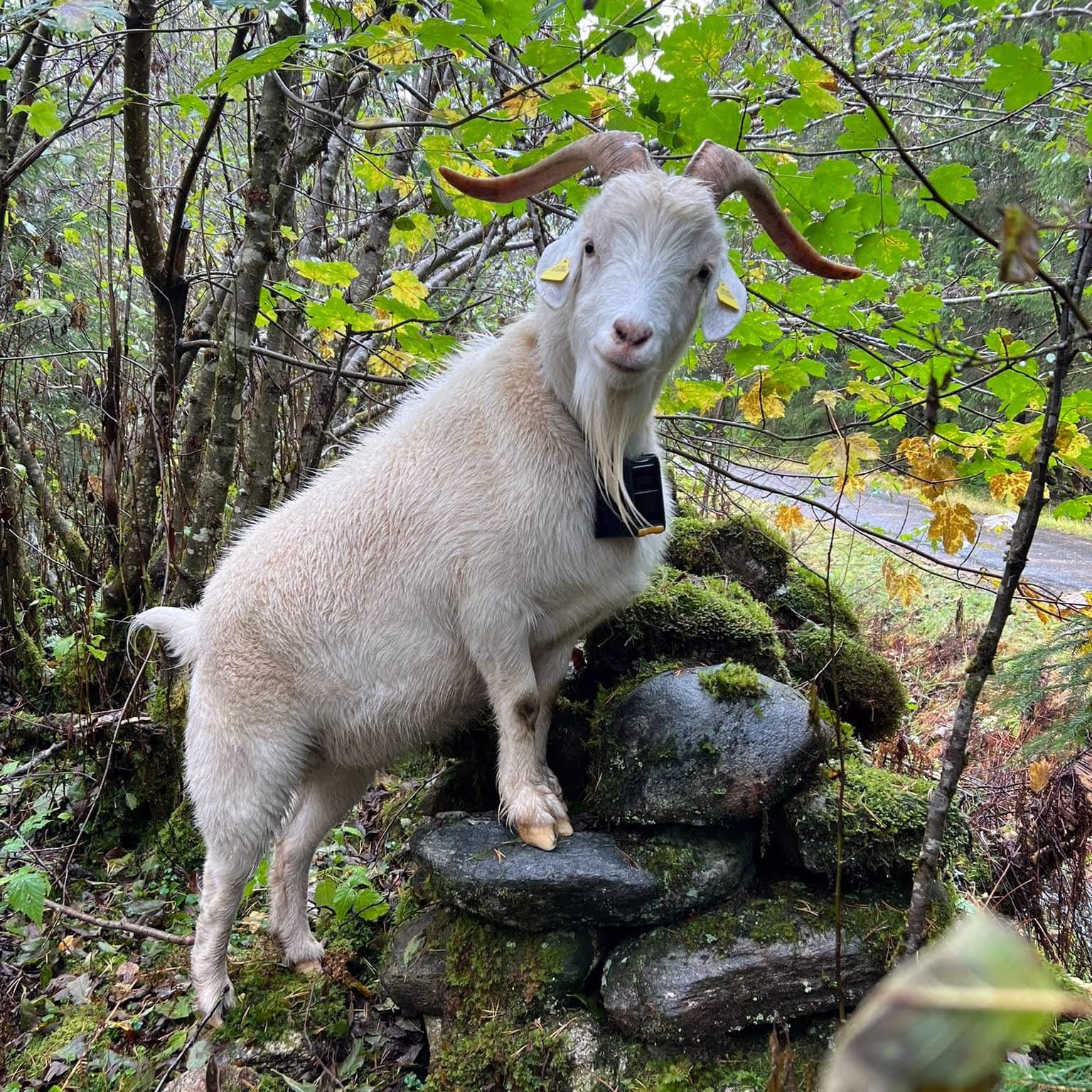 Ein av våre effektive krattryddarar, Bruse