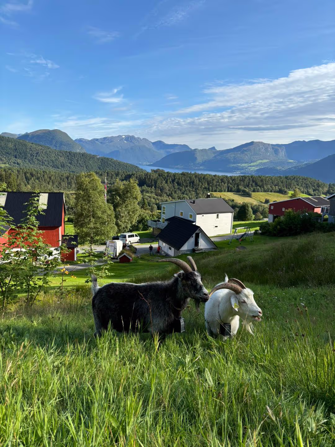 Vi har norske kasjmirgeiter som pleier naturlandskapet