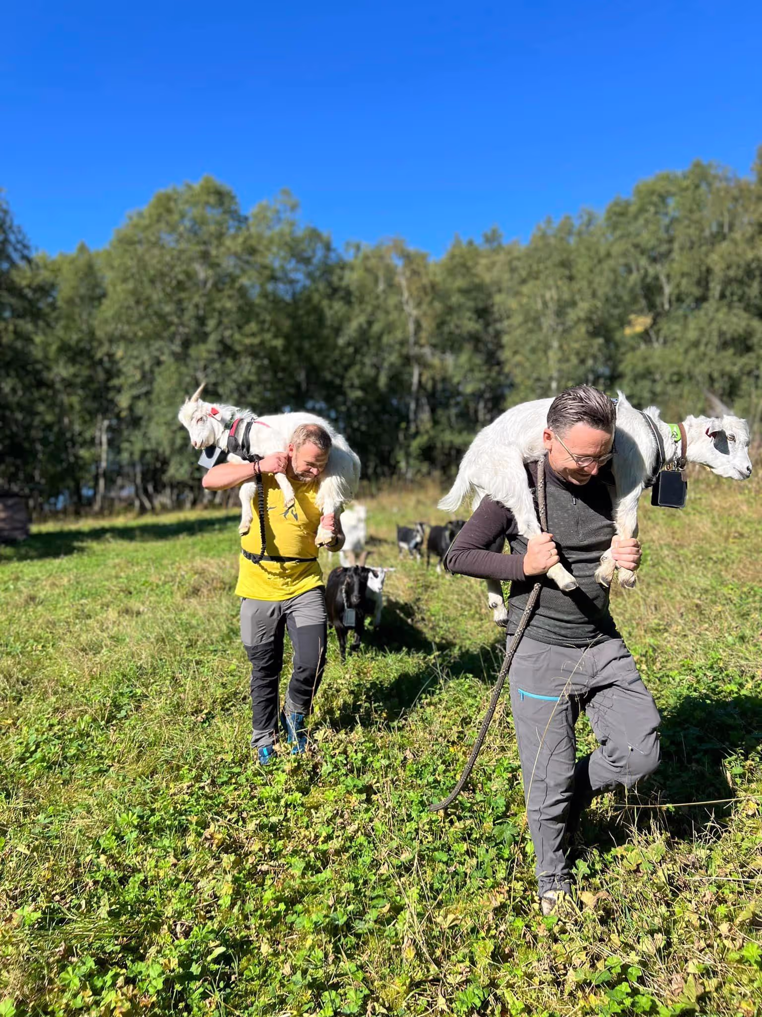 Vi står for fraktingen av geitene
