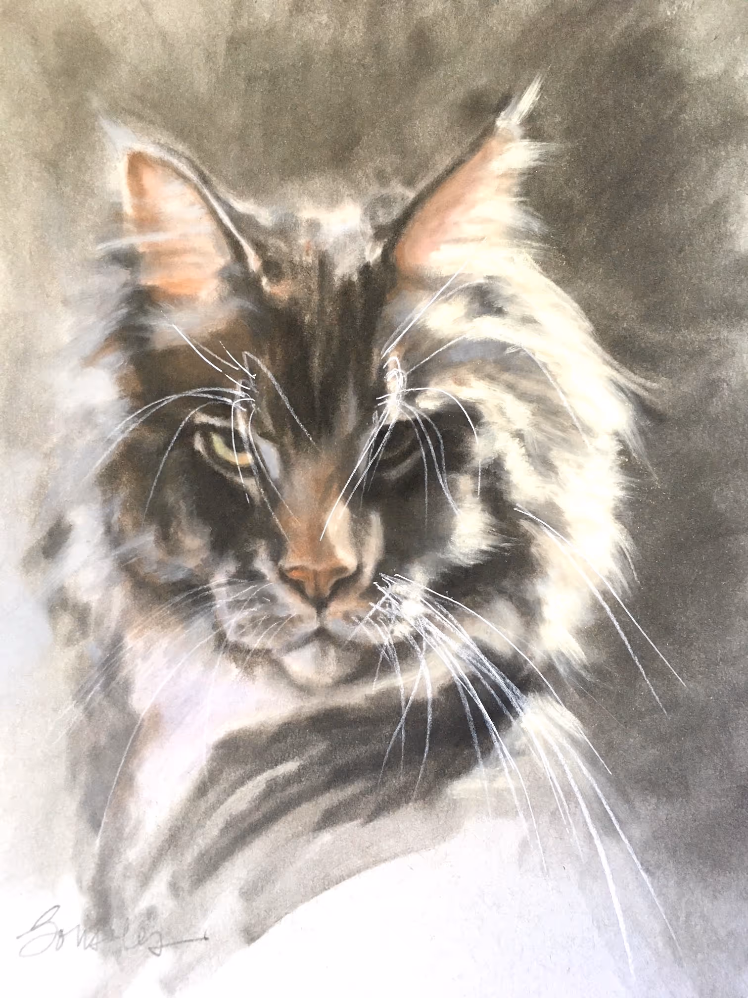 Maine Coon Drama by Sonsoles Shack