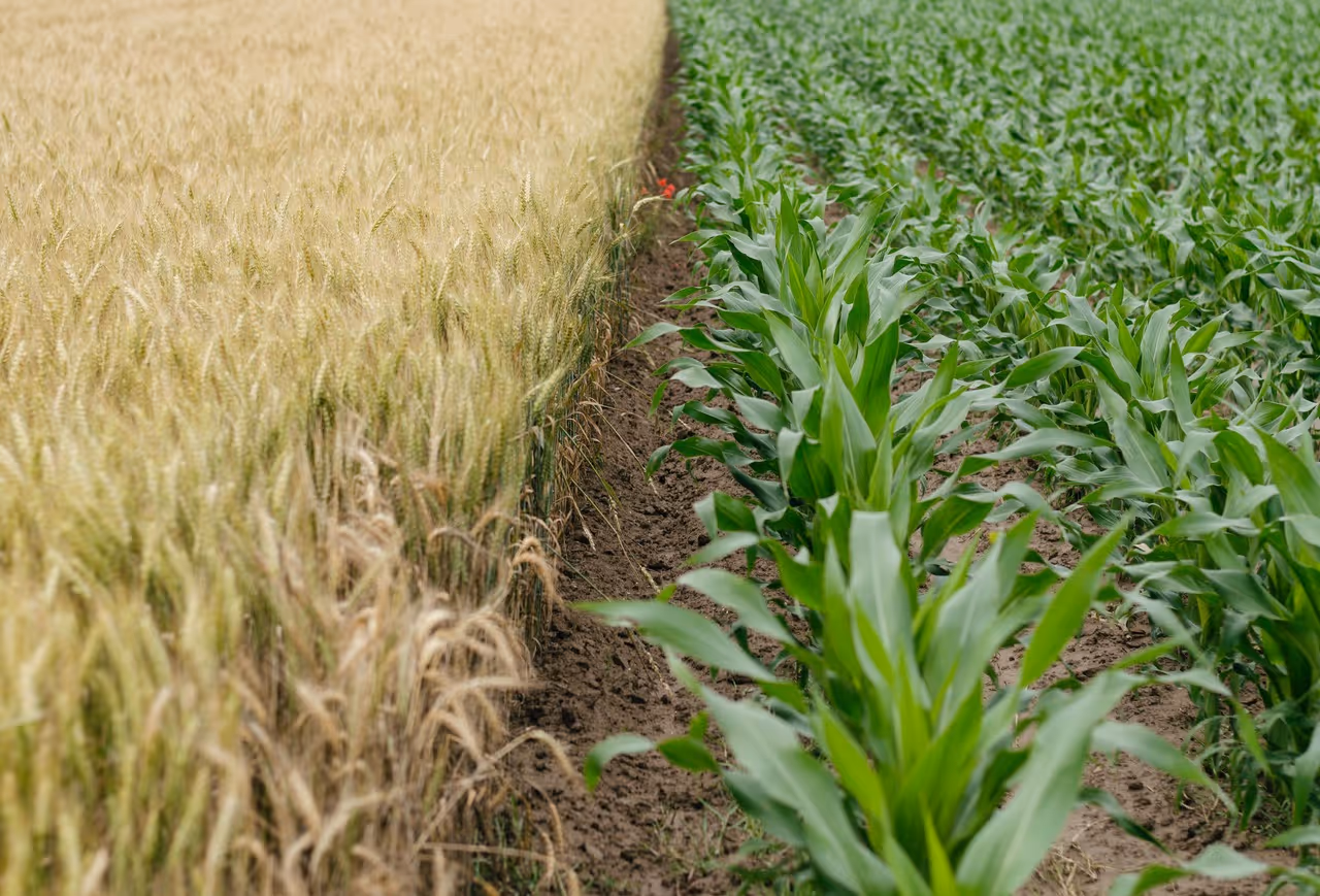 Ein Feld mit zwei klar abgegrenzten Anbauflächen: links dicht stehendes, goldenes Getreide, rechts Reihen junger grüner Maispflanzen. Dazwischen verläuft ein schmaler, brauner Erdbodenstreifen.