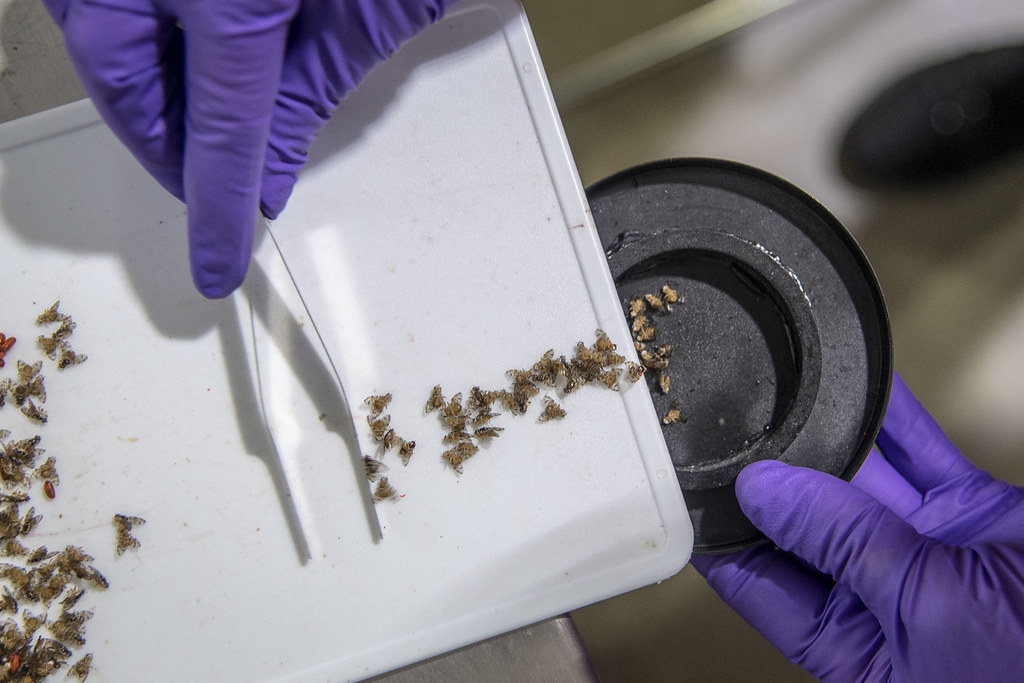 Análisis de muestras en laboratorio, guantes de protección