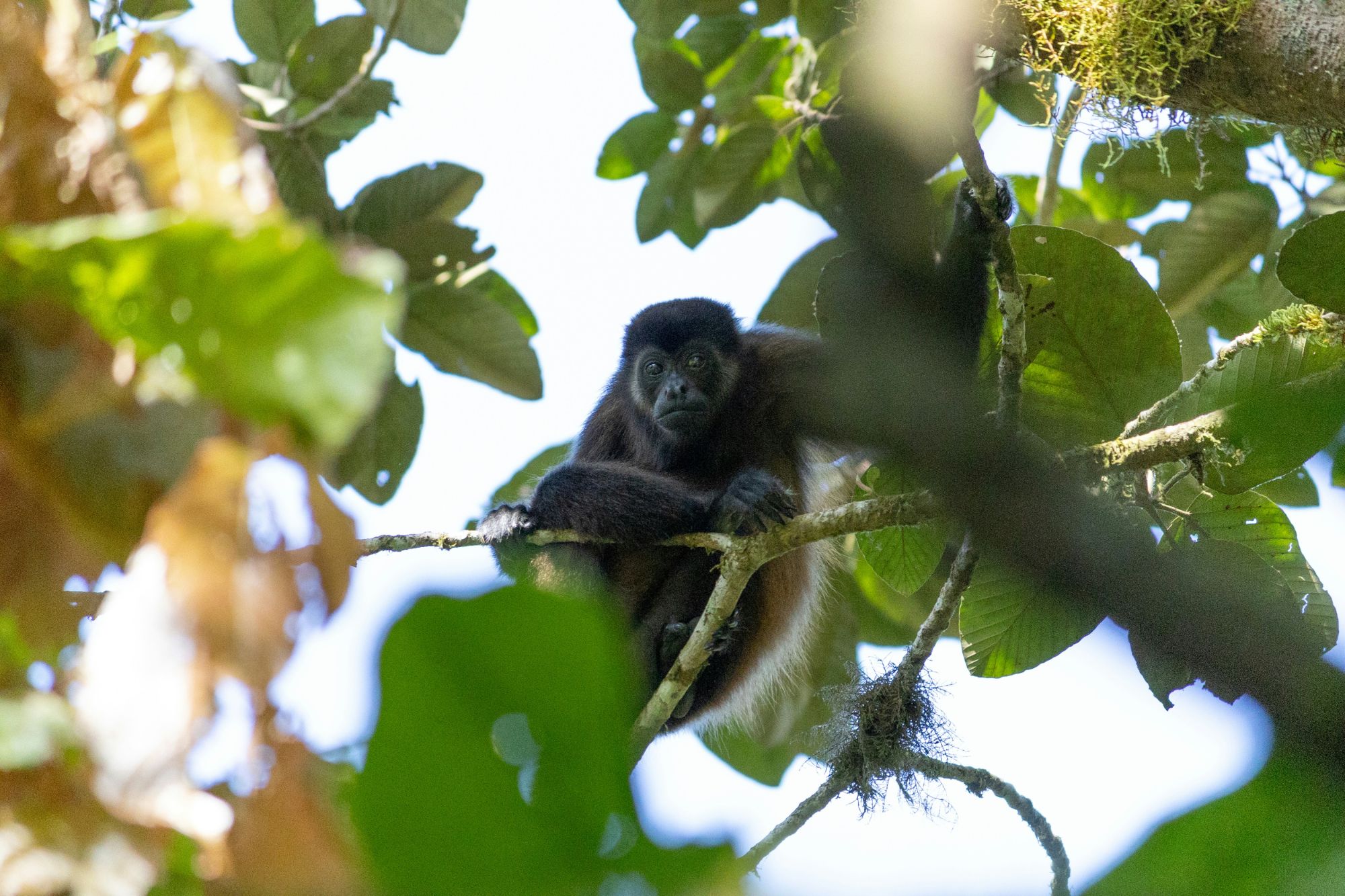 A howler monkey resting on a branch in the forest canopy