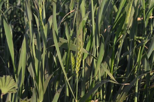 Wheat feilds © Ikram Madani - Shada- Northern Sudan, 2017.