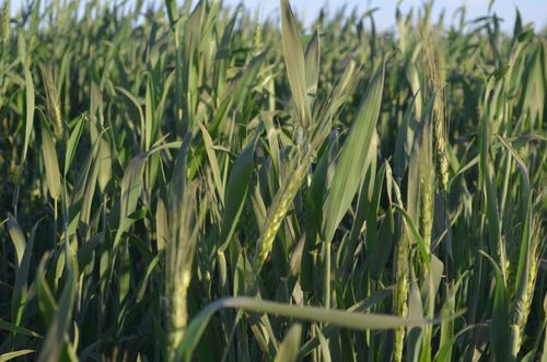 Wheat feilds © Ikram Madani - Shada- Northern Sudan, 2017.