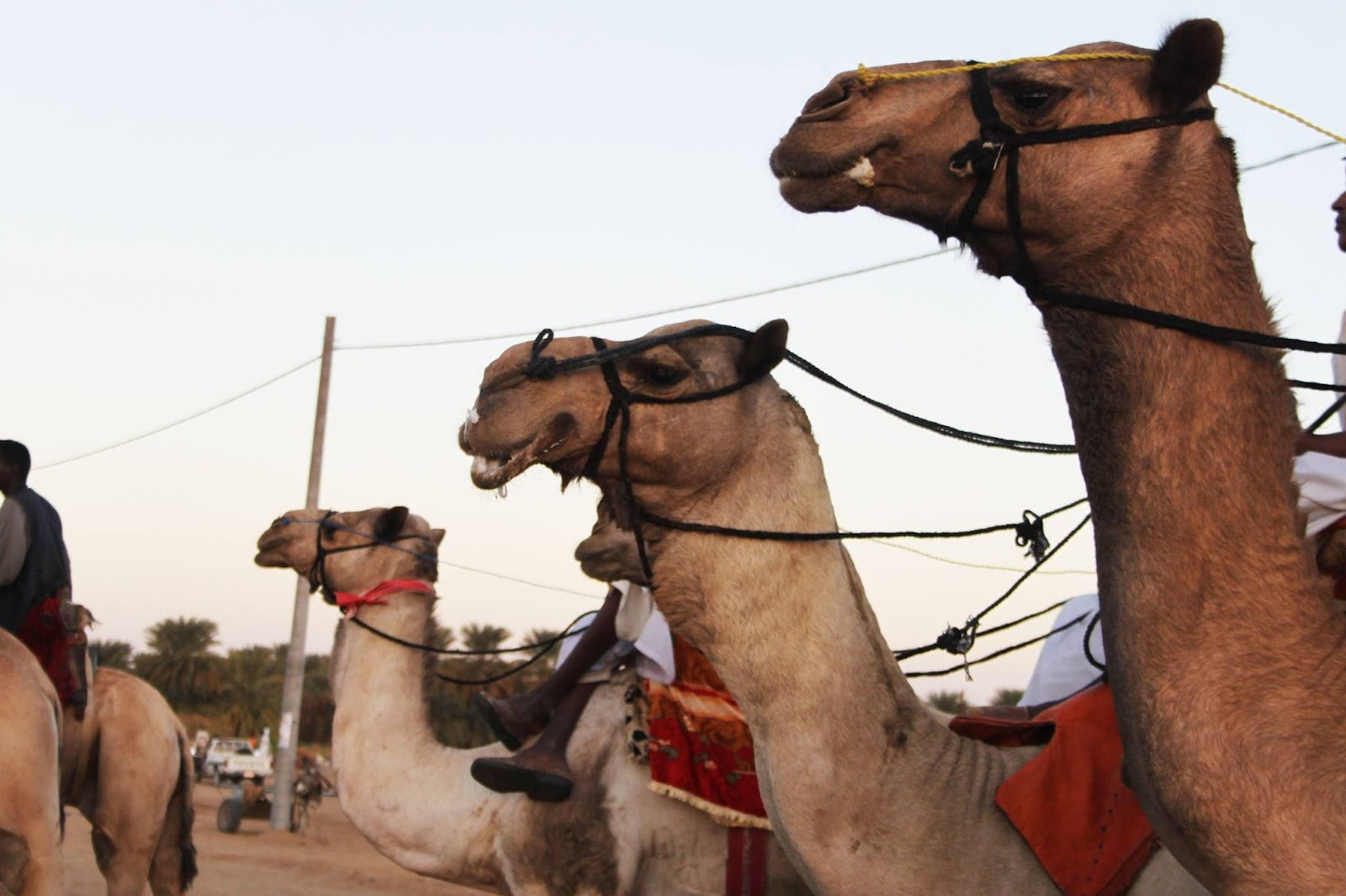 A group of camels with harnessesDescription automatically generated