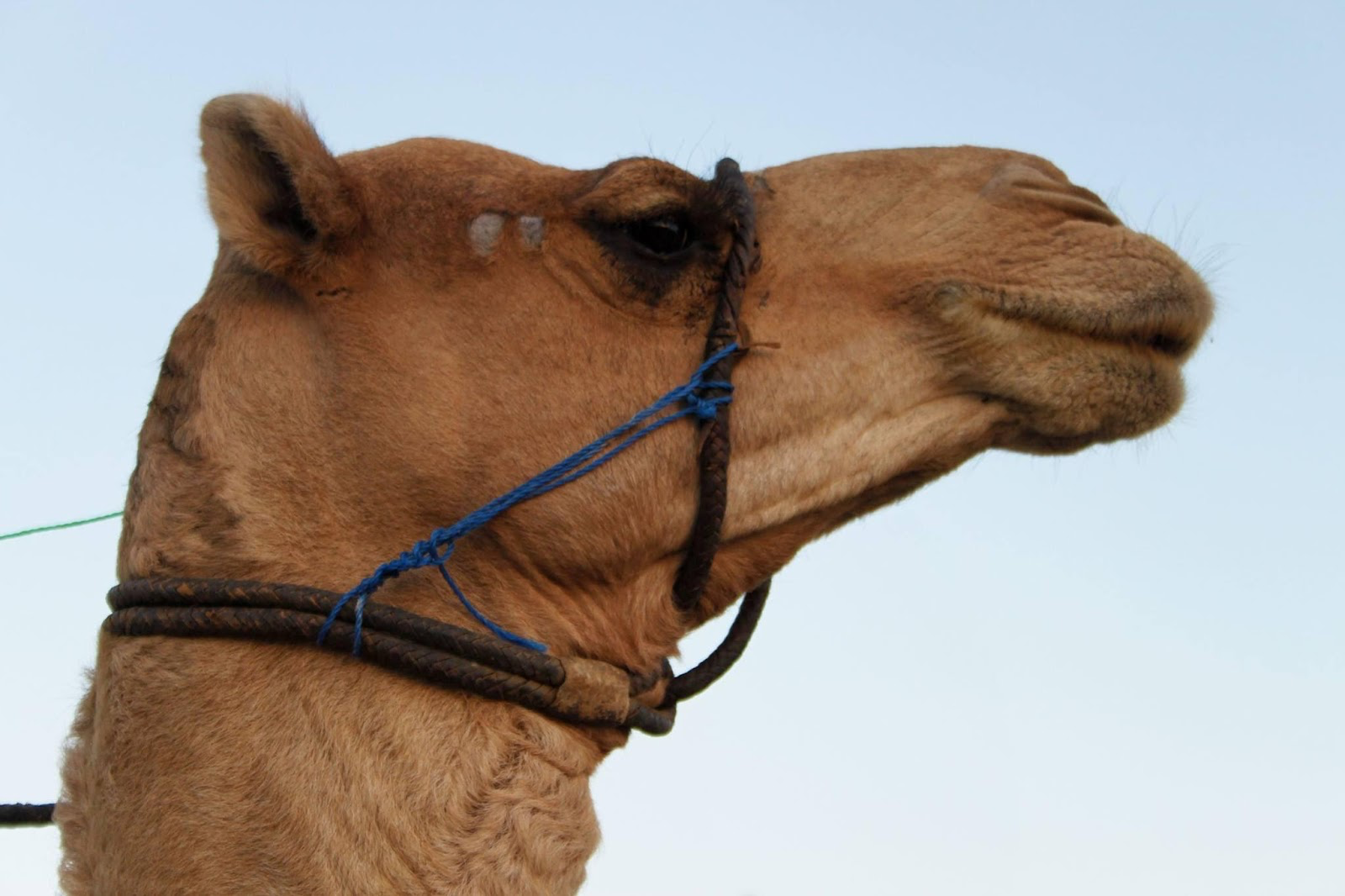 A camel with a halterDescription automatically generated