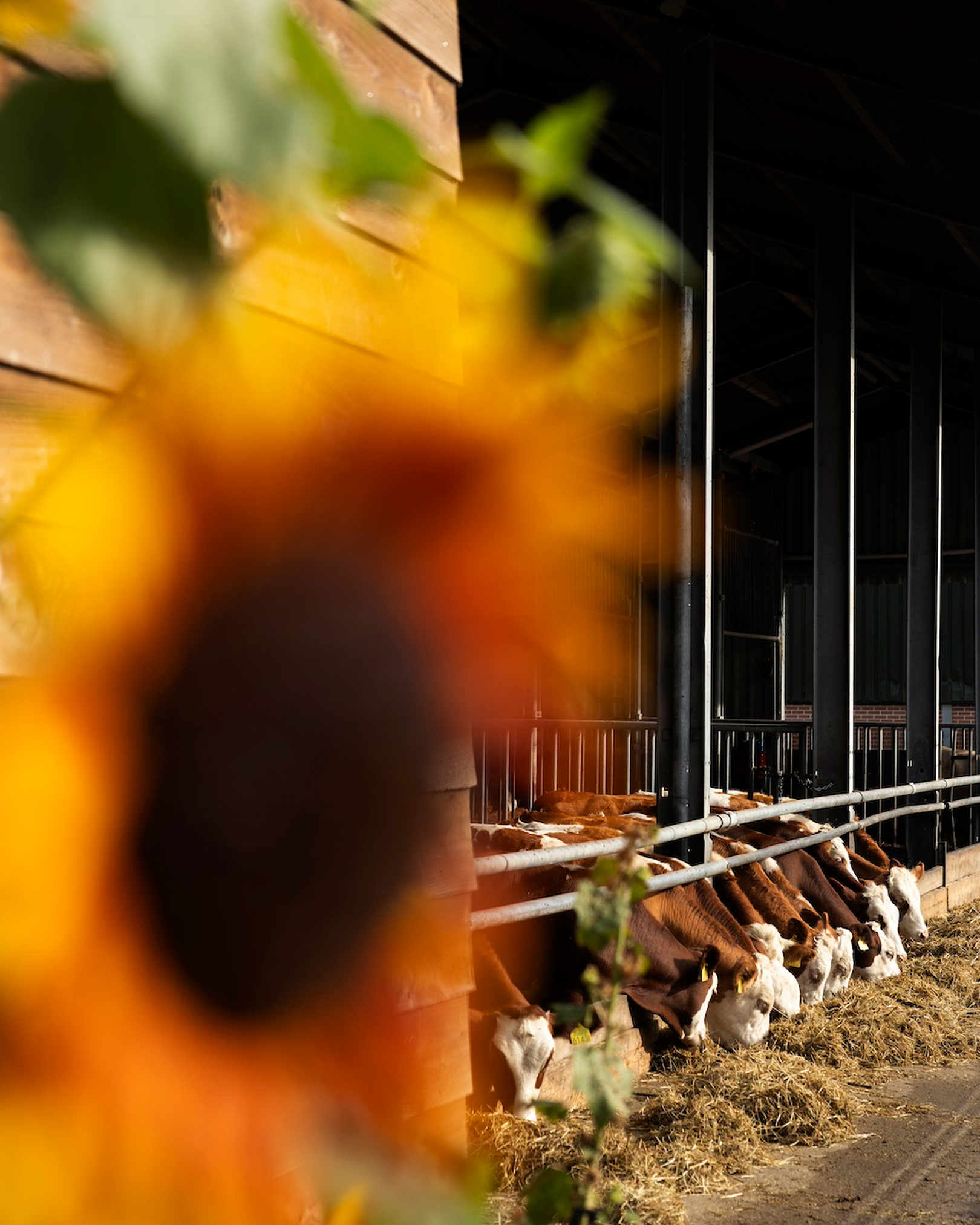 Farmer Image