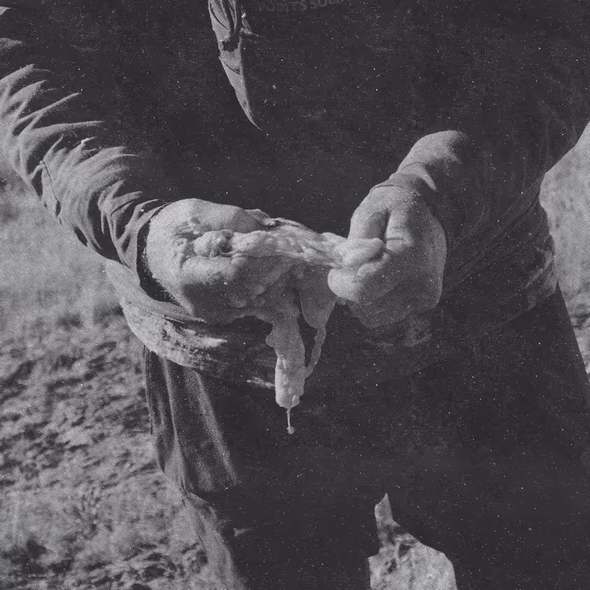 a pair of hands tearing a piece of fresh deer meat