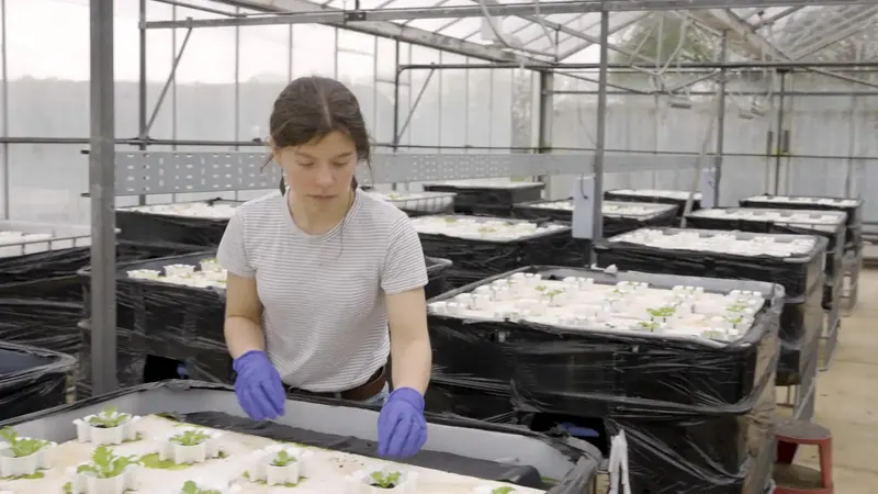Lettuce trial at the UK Agri-Tech Centre