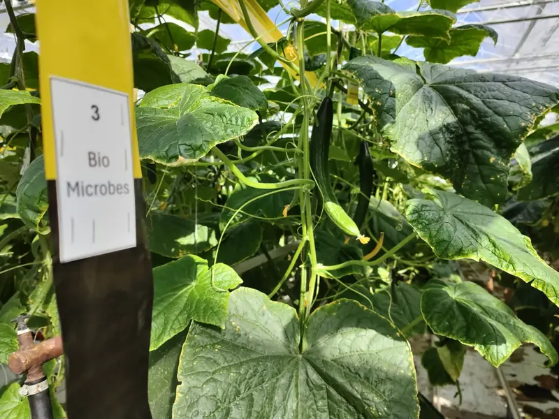 Cucumber trial at Delphy