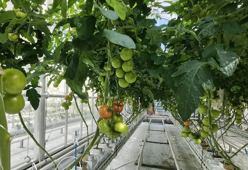 Tomato trial at Vertify