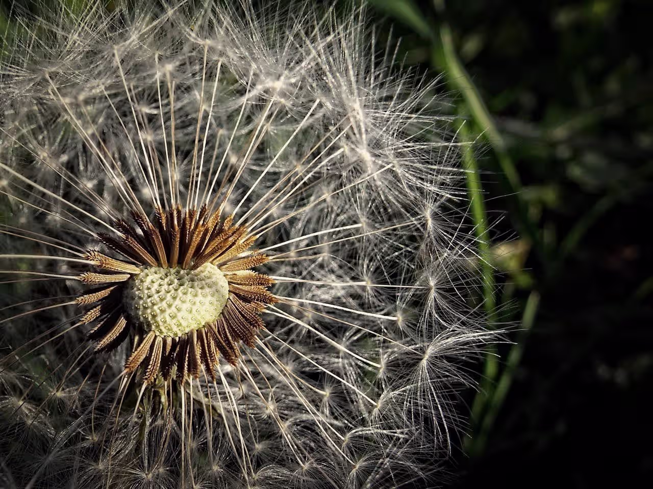 Brown and White Pollen