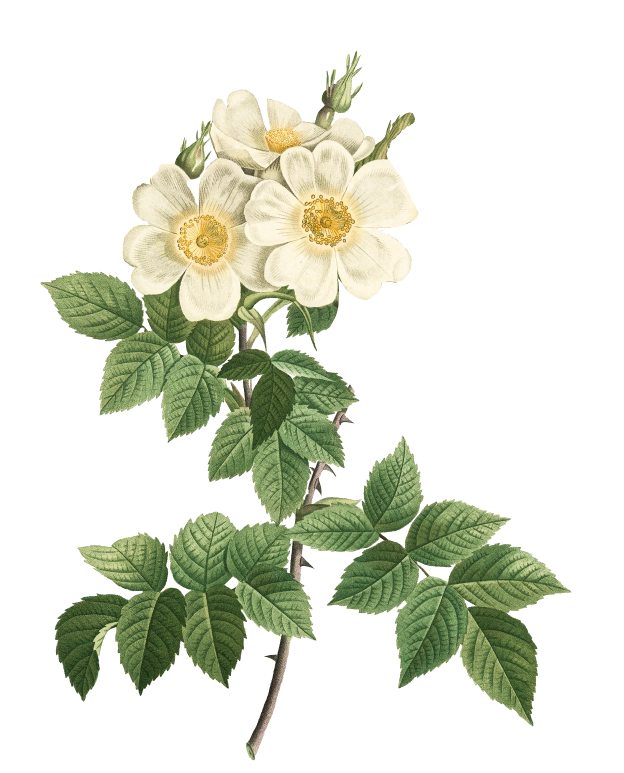 Botanical illustration of a branch with three white flowers and green compound leaves.