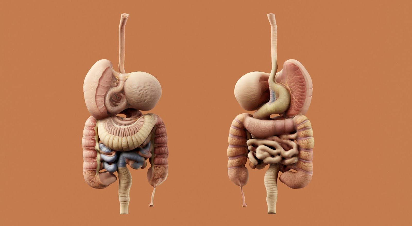 Three-dimensional rendering of the gastrointestinal system