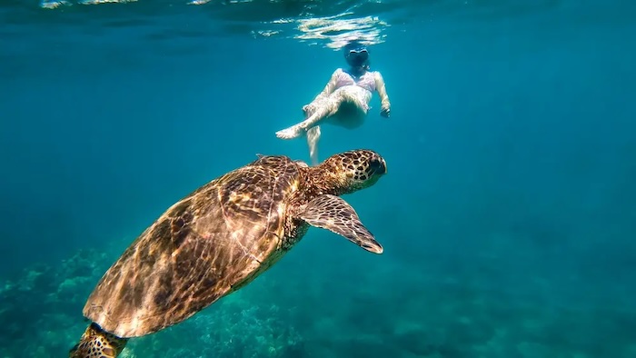 a picture of a turtle swimming on and outdoor and travel experience.