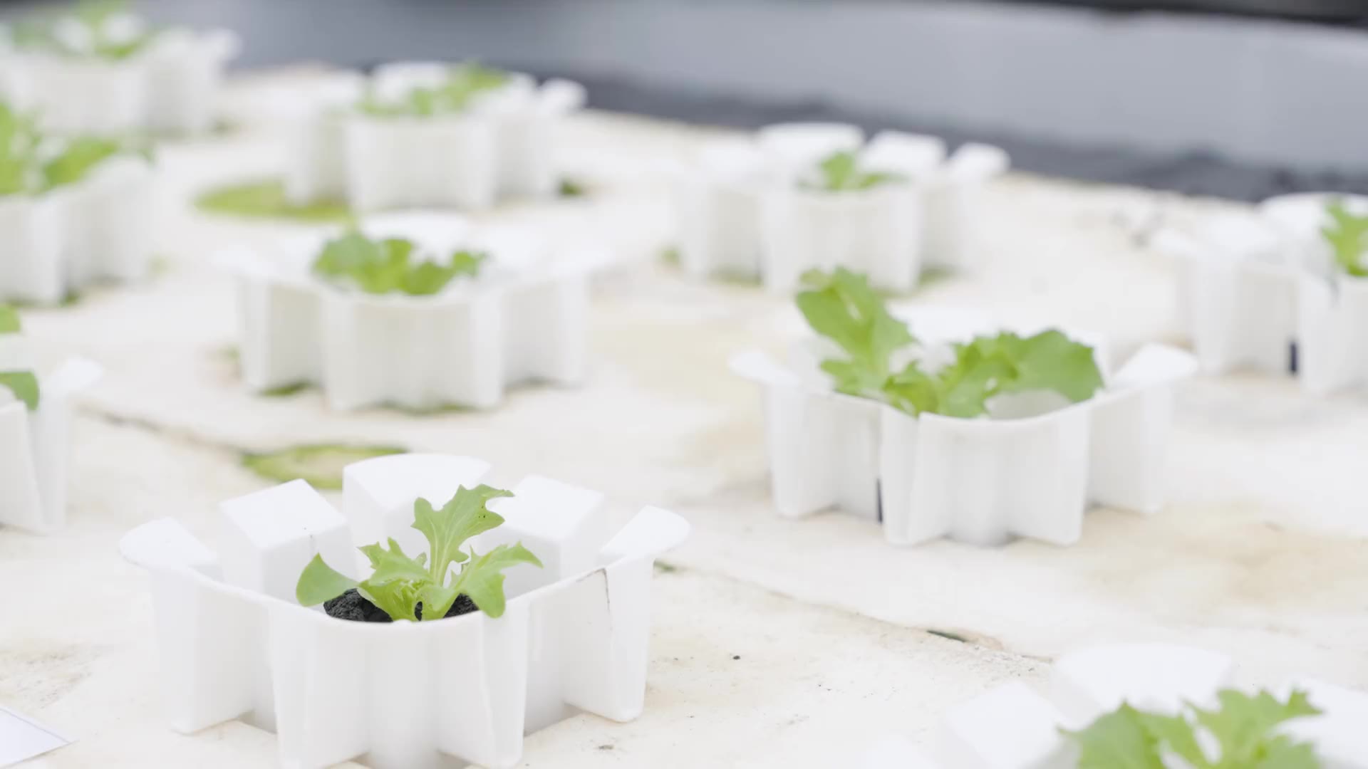 Lettuce seedlings in deep water culture ponds at the UK Agri-Tech Centre