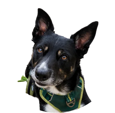 Loki Baker