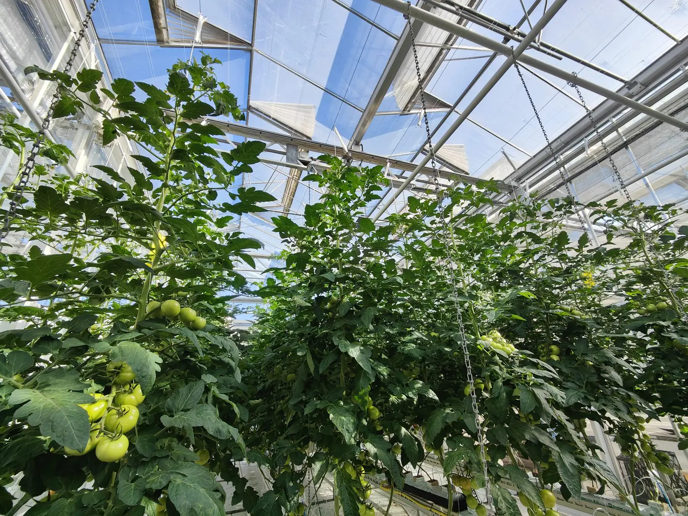 High-wire tomato crop in the Vertify greenhouse in Zwaagdijk, the Netherlands