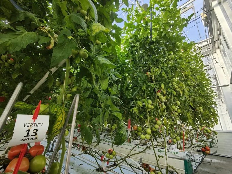 High-wire tomato plants with green trusses in the Vertify trial at the World Horti Center, Naaldwijk