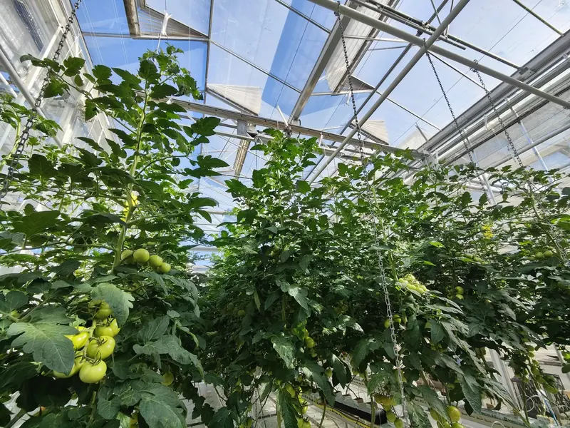 High-wire tomato crop in the Vertify greenhouse in Zwaagdijk, the Netherlands