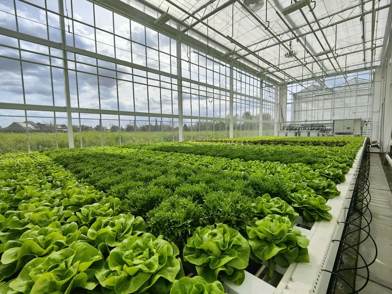 Hydroponic lettuce growing in raised gutters in the Harvestis (PSKW) trial greenhouse