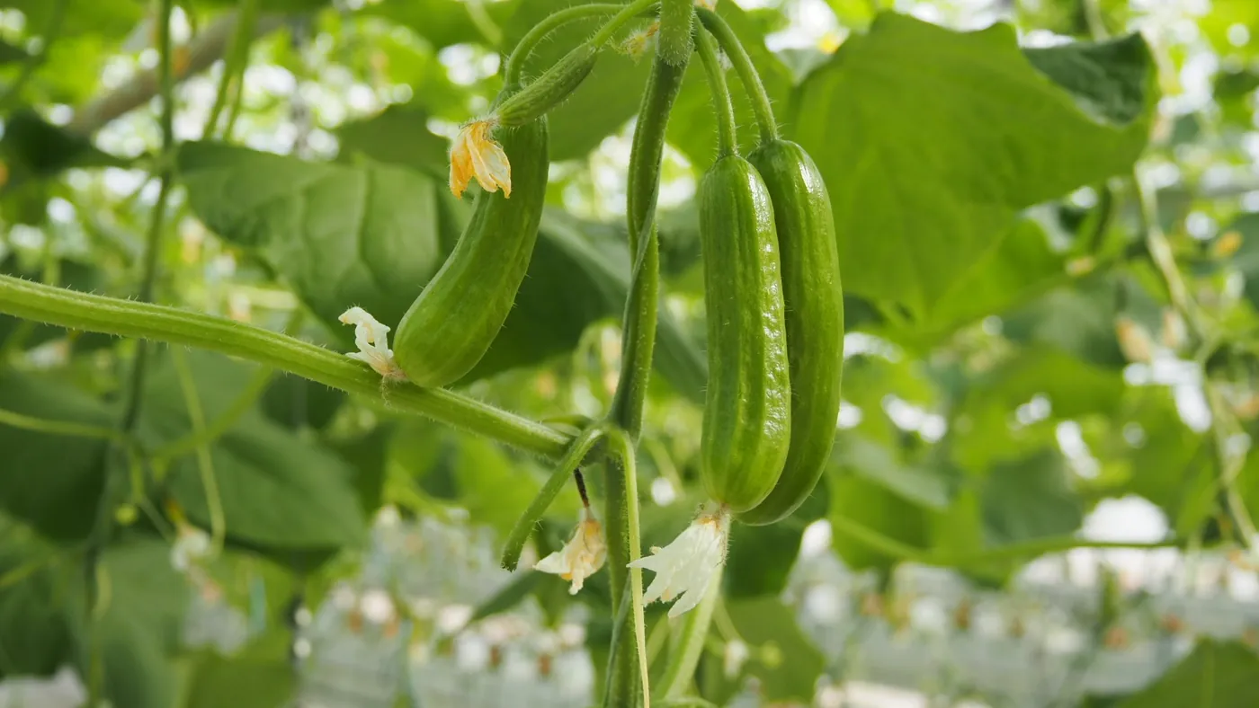 Young cucumbers developing on a high-wire greenhouse crop