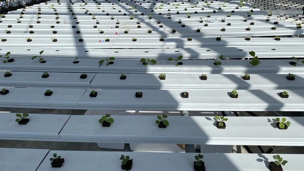 Young lettuce plants in NFT channels at the CSU Spur greenhouse in Denver