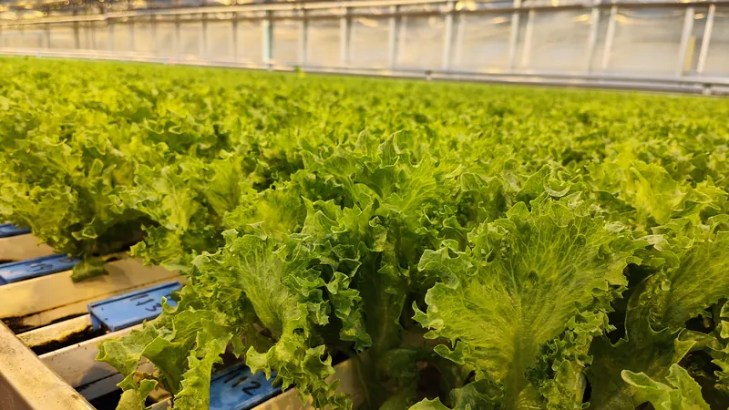 Teen-leaf lettuce ready for harvest in NFT gutters in a BrightFarms greenhouse